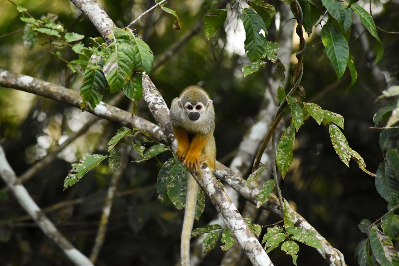 Evolucao Ecolodge Iranduba エクステリア 写真