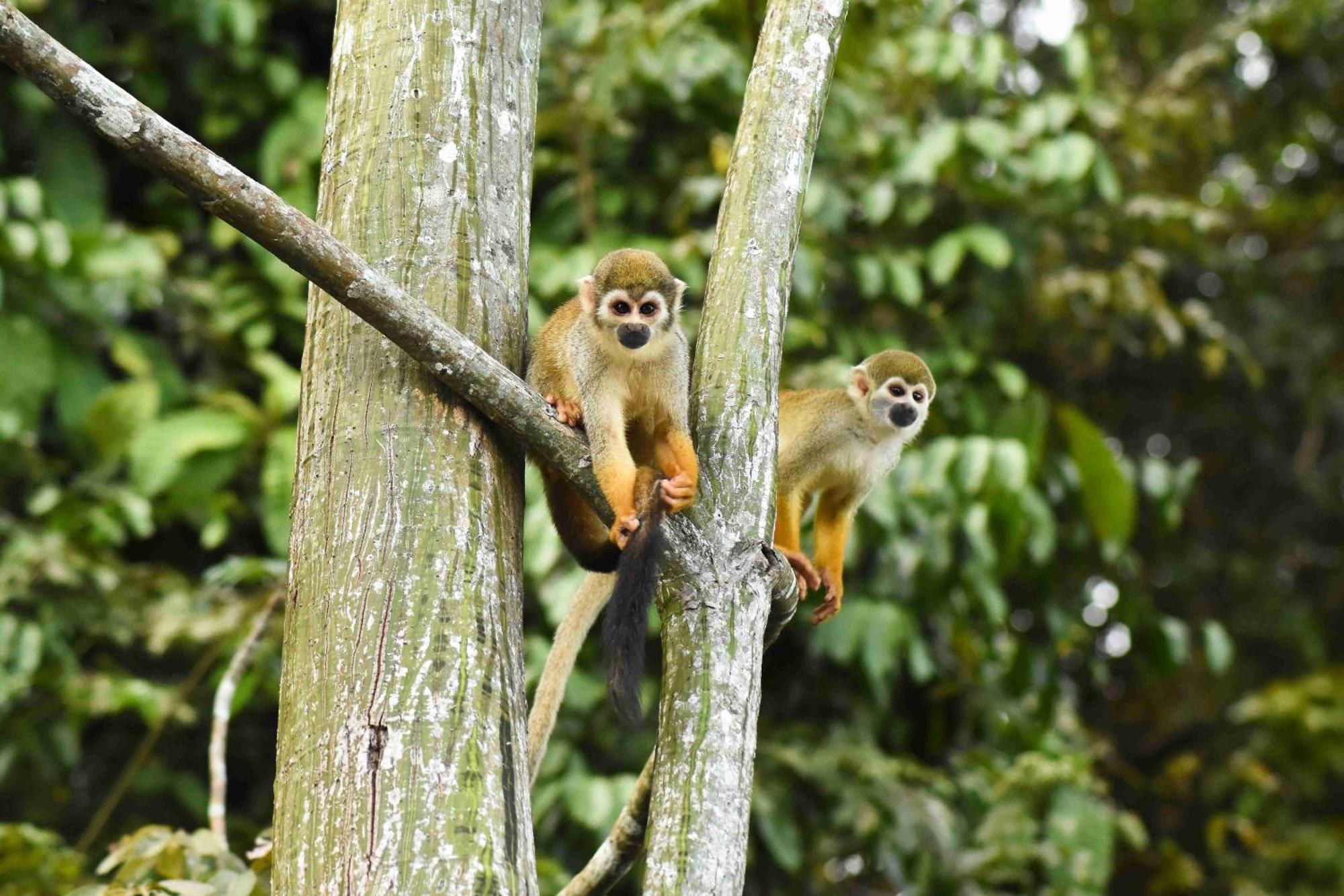 Evolucao Ecolodge Iranduba エクステリア 写真